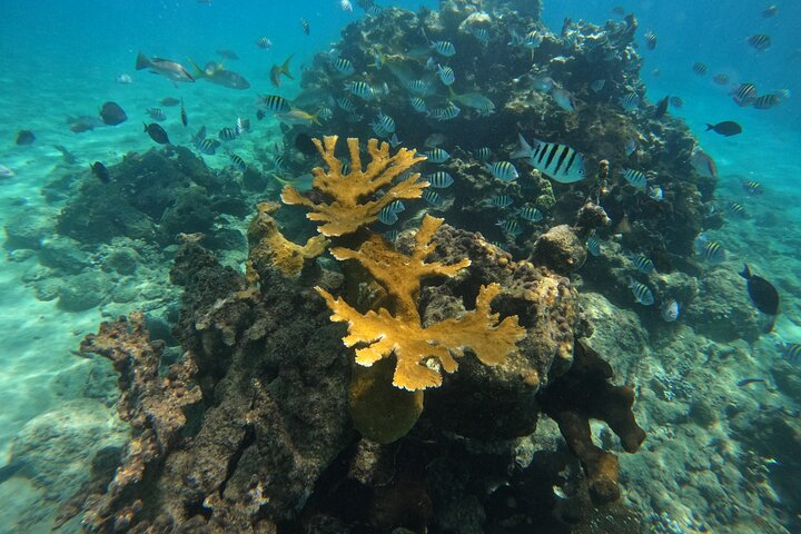 Paradise Island Cruise Snorkeling Excursion - Photo 1 of 18